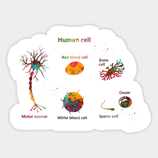 Human cell Sticker by erzebeth